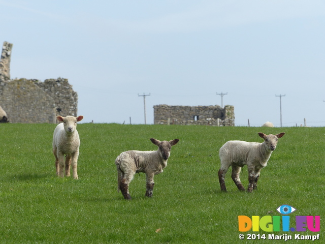 FZ004612 Three little lambs